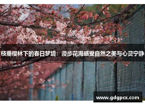 枝垂樱林下的春日梦境：漫步花海感受自然之美与心灵宁静